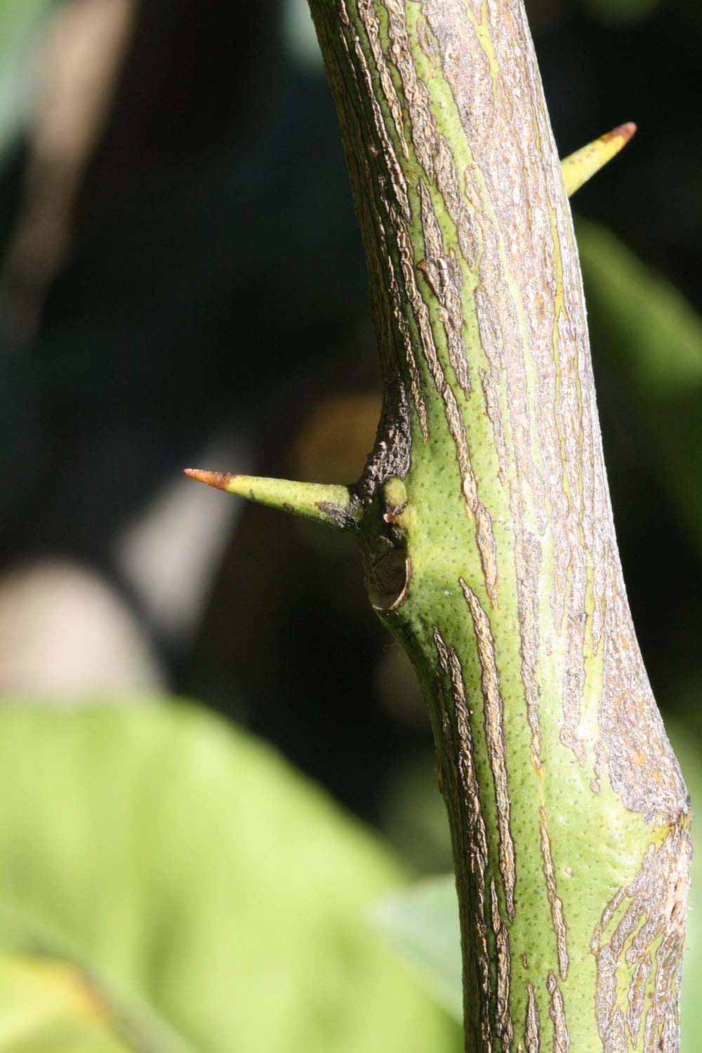              Second - third year twig (Riverside, CA)       